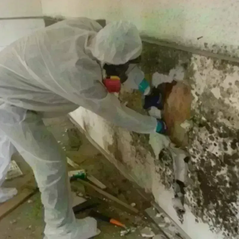 Mold Remediation and Removal in Greenville, NC